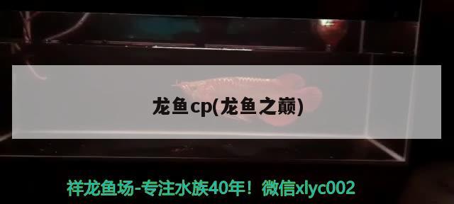 龍魚cp(龍魚之巔)