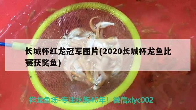 長城杯紅龍冠軍圖片(2020長城杯龍魚比賽獲獎魚) 2025第29屆中國國際寵物水族展覽會CIPS（長城寵物展2025 CIPS）