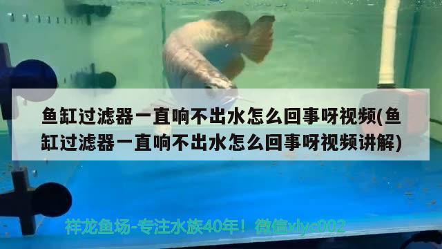 魚缸過(guò)濾器一直響不出水怎么回事呀視頻(魚缸過(guò)濾器一直響不出水怎么回事呀視頻講解)