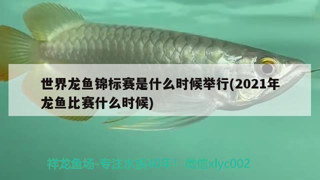 世界龍魚錦標賽是什么時候舉行(2021年龍魚比賽什么時候)