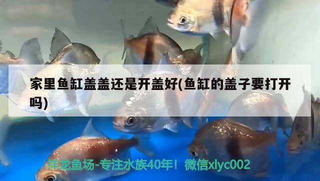 家里魚(yú)缸蓋蓋還是開(kāi)蓋好(魚(yú)缸的蓋子要打開(kāi)嗎)