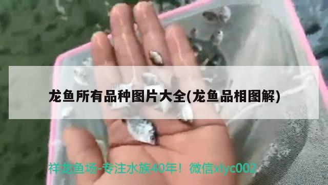 龍魚所有品種圖片大全(龍魚品相圖解) 2024第28屆中國國際寵物水族展覽會(huì)CIPS（長(zhǎng)城寵物展2024 CIPS）