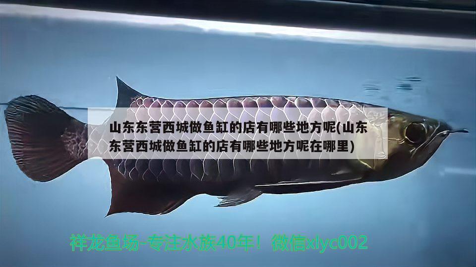 山東東營西城做魚缸的店有哪些地方呢(山東東營西城做魚缸的店有哪些地方呢在哪里)