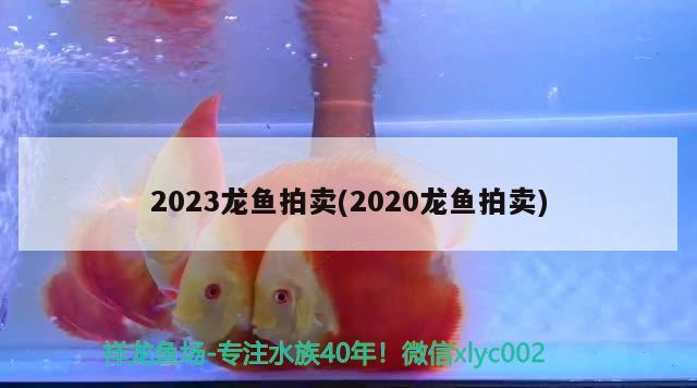 2023龍魚(yú)拍賣(2020龍魚(yú)拍賣)