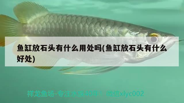 魚缸放石頭有什么用處嗎(魚缸放石頭有什么好處)