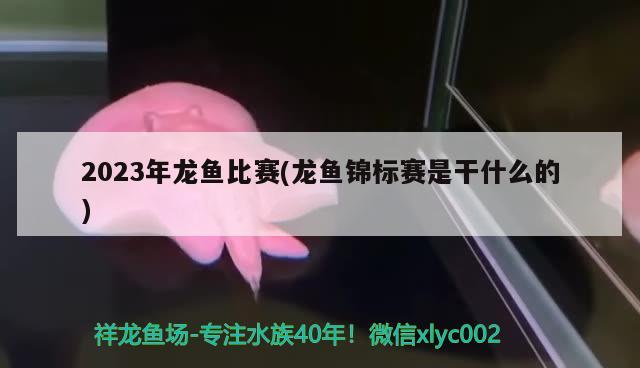 2023年龍魚(yú)比賽(龍魚(yú)錦標(biāo)賽是干什么的) 2024第28屆中國(guó)國(guó)際寵物水族展覽會(huì)CIPS（長(zhǎng)城寵物展2024 CIPS）