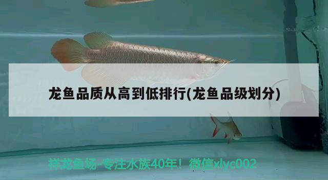 龍魚品質(zhì)從高到低排行(龍魚品級劃分)