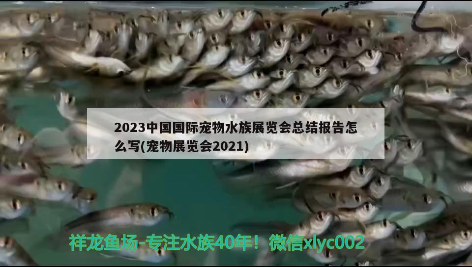 2023中國國際寵物水族展覽會總結(jié)報告怎么寫(寵物展覽會2021)