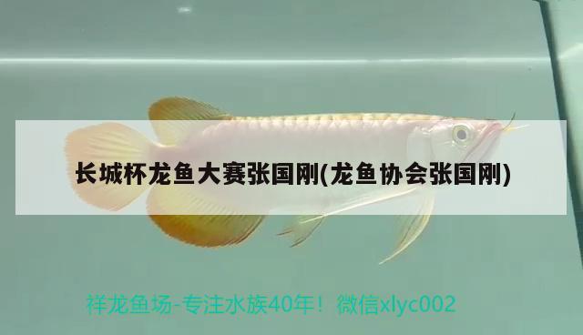 長(zhǎng)城杯龍魚(yú)大賽張國(guó)剛(龍魚(yú)協(xié)會(huì)張國(guó)剛)