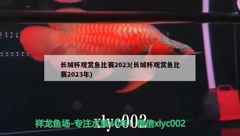 長(zhǎng)城杯觀(guān)賞魚(yú)比賽2023(長(zhǎng)城杯觀(guān)賞魚(yú)比賽2023年)