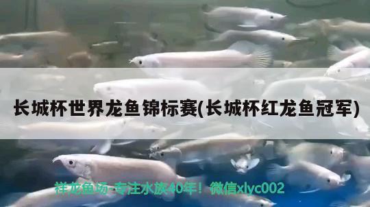 長城杯世界龍魚錦標賽(長城杯紅龍魚冠軍) 2024第28屆中國國際寵物水族展覽會CIPS（長城寵物展2024 CIPS）