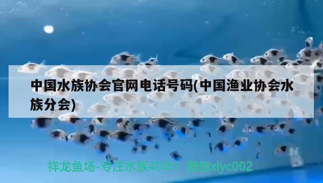 中國(guó)水族協(xié)會(huì)官網(wǎng)電話號(hào)碼(中國(guó)漁業(yè)協(xié)會(huì)水族分會(huì))