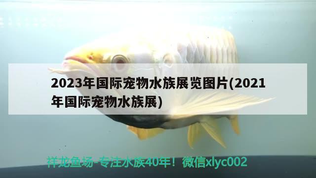 2023年國際寵物水族展覽圖片(2021年國際寵物水族展)