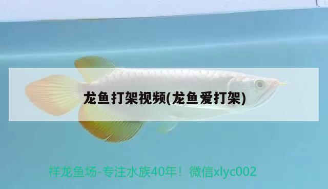 龍魚打架視頻(龍魚愛打架) 2025第29屆中國國際寵物水族展覽會CIPS（長城寵物展2025 CIPS）