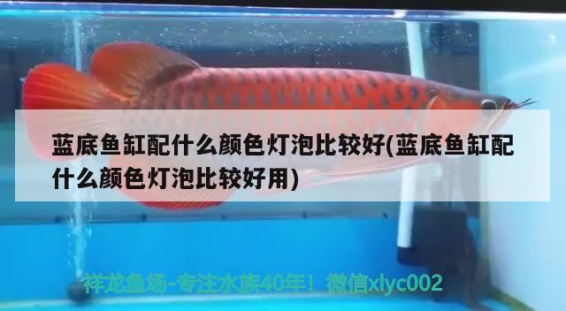 藍底魚缸配什么顏色燈泡比較好(藍底魚缸配什么顏色燈泡比較好用)