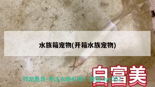 水族箱寵物(開箱水族寵物) 魚缸/水族箱