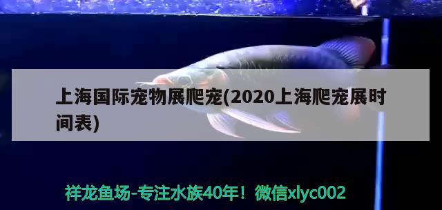 上海國(guó)際寵物展爬寵(2020上海爬寵展時(shí)間表) 2024第28屆中國(guó)國(guó)際寵物水族展覽會(huì)CIPS（長(zhǎng)城寵物展2024 CIPS）