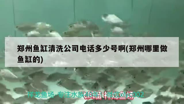 鄭州魚缸清洗公司電話多少號啊(鄭州哪里做魚缸的) 女王大帆魚