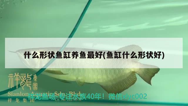 什么形狀魚缸養(yǎng)魚最好(魚缸什么形狀好)