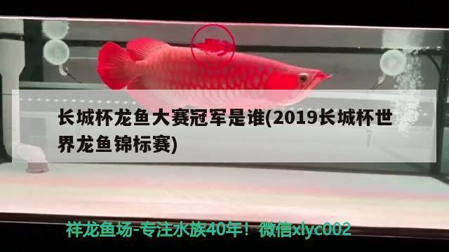 長城杯龍魚大賽冠軍是誰(2019長城杯世界龍魚錦標賽)