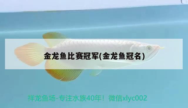 金龍魚(yú)比賽冠軍(金龍魚(yú)冠名)