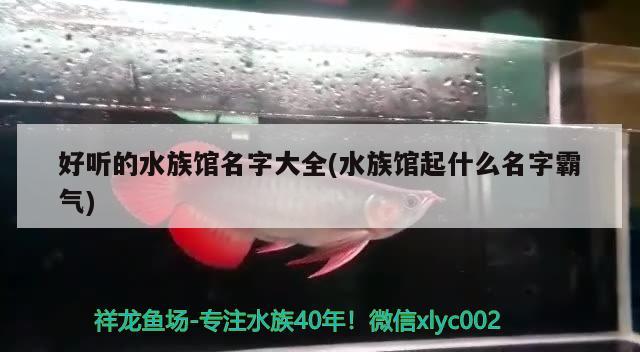 好聽的水族館名字大全(水族館起什么名字霸氣)