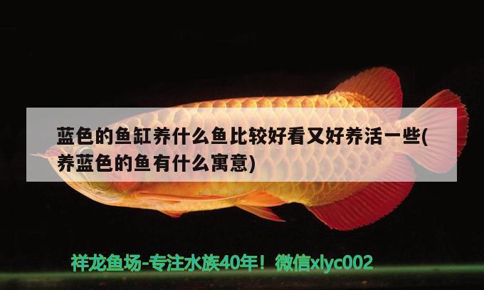 藍色的魚缸養(yǎng)什么魚比較好看又好養(yǎng)活一些(養(yǎng)藍色的魚有什么寓意) 馬拉莫寶石魚苗