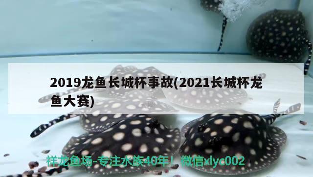 2019龍魚(yú)長(zhǎng)城杯事故(2021長(zhǎng)城杯龍魚(yú)大賽)