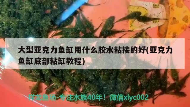 大型亞克力魚缸用什么膠水粘接的好(亞克力魚缸底部粘缸教程)