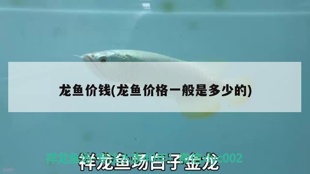 龍魚價(jià)錢(龍魚價(jià)格一般是多少的) 2024第28屆中國(guó)國(guó)際寵物水族展覽會(huì)CIPS（長(zhǎng)城寵物展2024 CIPS）