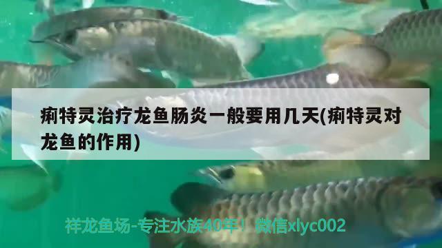 痢特靈治療龍魚腸炎一般要用幾天(痢特靈對(duì)龍魚的作用) 2024第28屆中國(guó)國(guó)際寵物水族展覽會(huì)CIPS（長(zhǎng)城寵物展2024 CIPS）