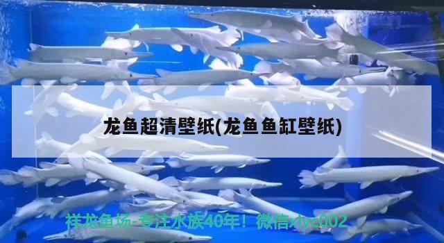 龍魚超清壁紙(龍魚魚缸壁紙) 2024第28屆中國國際寵物水族展覽會CIPS（長城寵物展2024 CIPS）