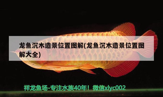 龍魚沉木造景位置圖解(龍魚沉木造景位置圖解大全) 元寶鳳凰魚百科