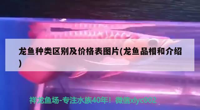 龍魚種類區(qū)別及價格表圖片(龍魚品相和介紹) 2024第28屆中國國際寵物水族展覽會CIPS（長城寵物展2024 CIPS）