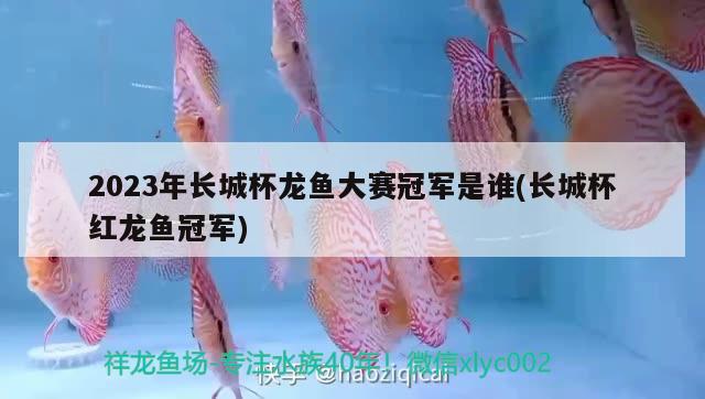 2023年長城杯龍魚大賽冠軍是誰(長城杯紅龍魚冠軍)