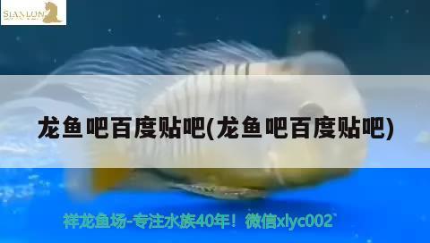 龍魚吧百度貼吧(龍魚吧百度貼吧)