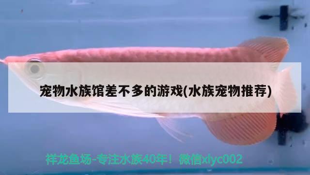 寵物水族館差不多的游戲(水族寵物推薦)