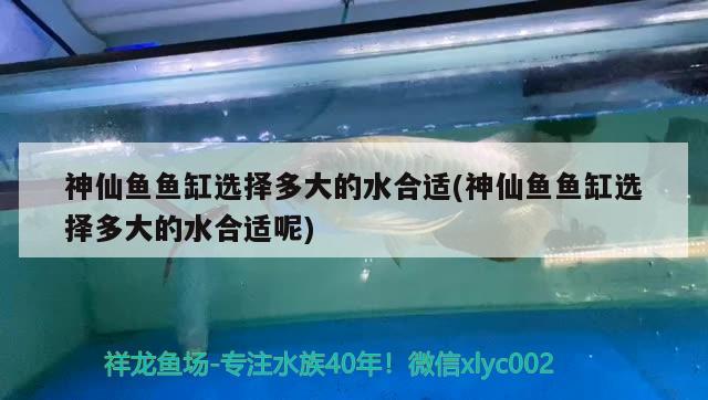 神仙魚(yú)魚(yú)缸選擇多大的水合適(神仙魚(yú)魚(yú)缸選擇多大的水合適呢)