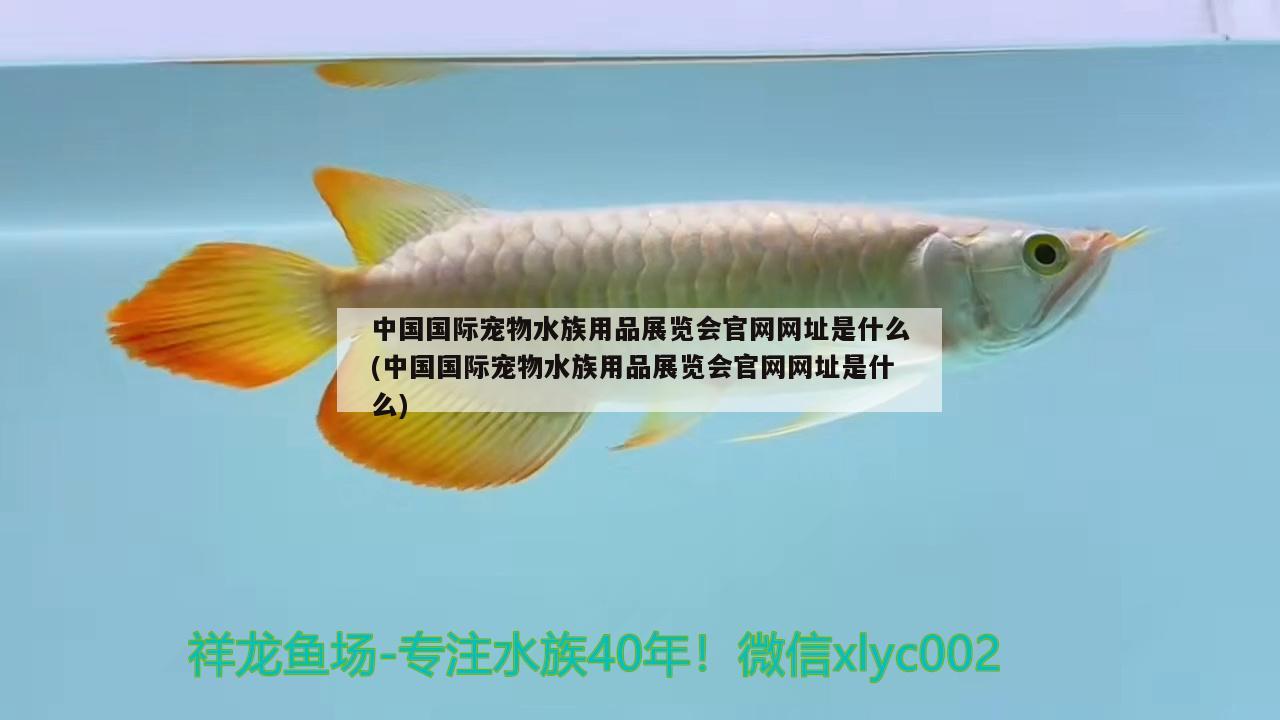 中國國際寵物水族用品展覽會官網(wǎng)網(wǎng)址是什么(中國國際寵物水族用品展覽會官網(wǎng)網(wǎng)址是什么)