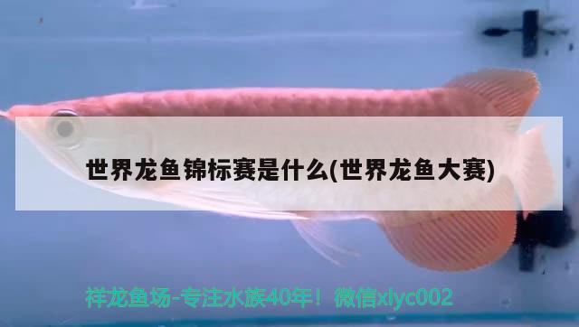 世界龍魚錦標(biāo)賽是什么(世界龍魚大賽)