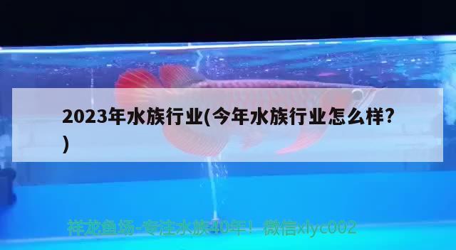 2023年水族行業(yè)(今年水族行業(yè)怎么樣?)