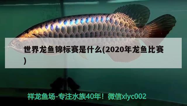 世界龍魚錦標(biāo)賽是什么(2020年龍魚比賽)