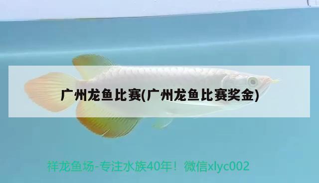 廣州龍魚比賽(廣州龍魚比賽獎金) 2024第28屆中國國際寵物水族展覽會CIPS（長城寵物展2024 CIPS）