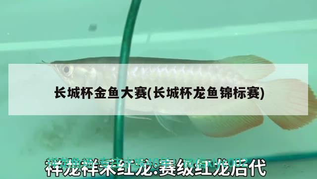 長城杯金魚大賽(長城杯龍魚錦標賽) 2025第29屆中國國際寵物水族展覽會CIPS（長城寵物展2025 CIPS）