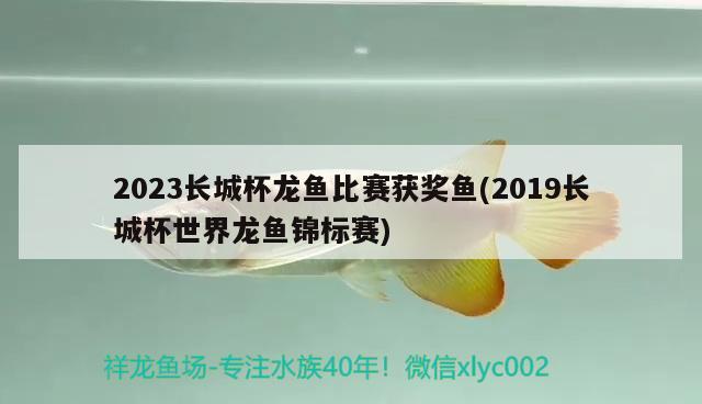 2023長城杯龍魚比賽獲獎魚(2019長城杯世界龍魚錦標賽)