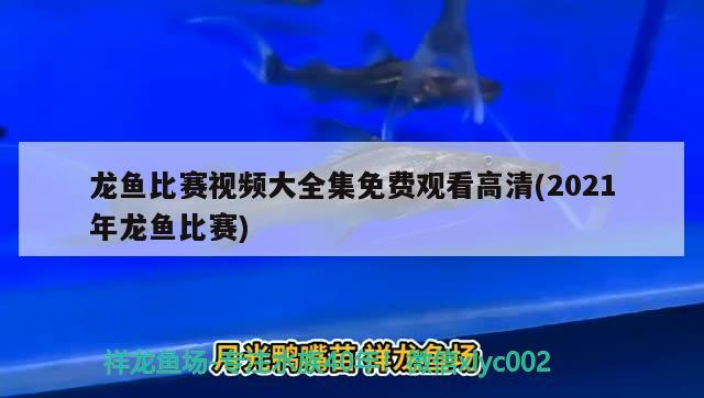 龍魚比賽視頻大全集免費(fèi)觀看高清(2021年龍魚比賽) 2024第28屆中國國際寵物水族展覽會(huì)CIPS（長城寵物展2024 CIPS）