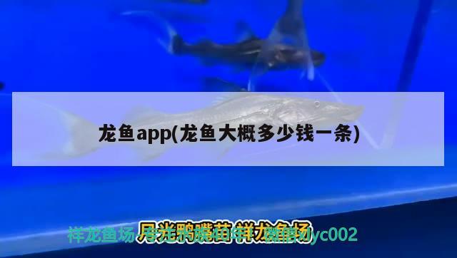 龍魚(yú)app(龍魚(yú)大概多少錢(qián)一條)