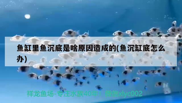 魚缸里魚沉底是啥原因造成的(魚沉缸底怎么辦)