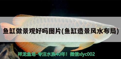 魚缸做景觀好嗎圖片(魚缸造景風(fēng)水布局) 魚缸風(fēng)水