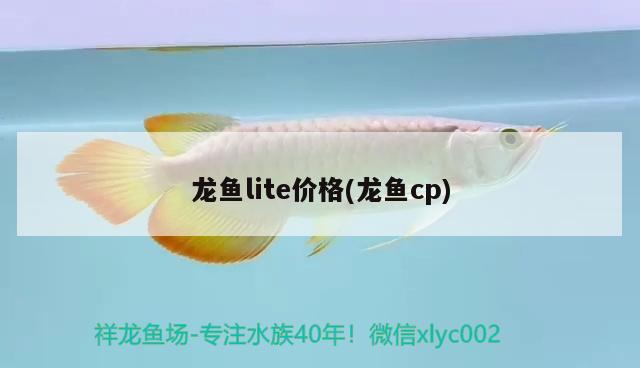 龍魚lite價格(龍魚cp)